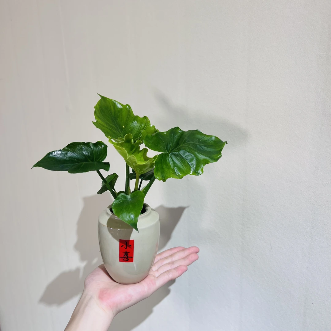 春羽蔓绿绒水培植物室内好养绿植盆栽净化空气除甲醛