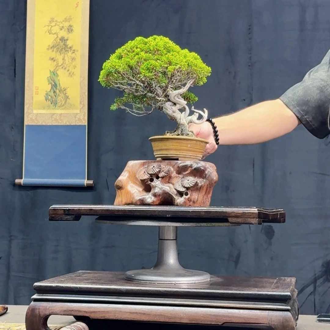 灵***n完全开放柏树11111111111