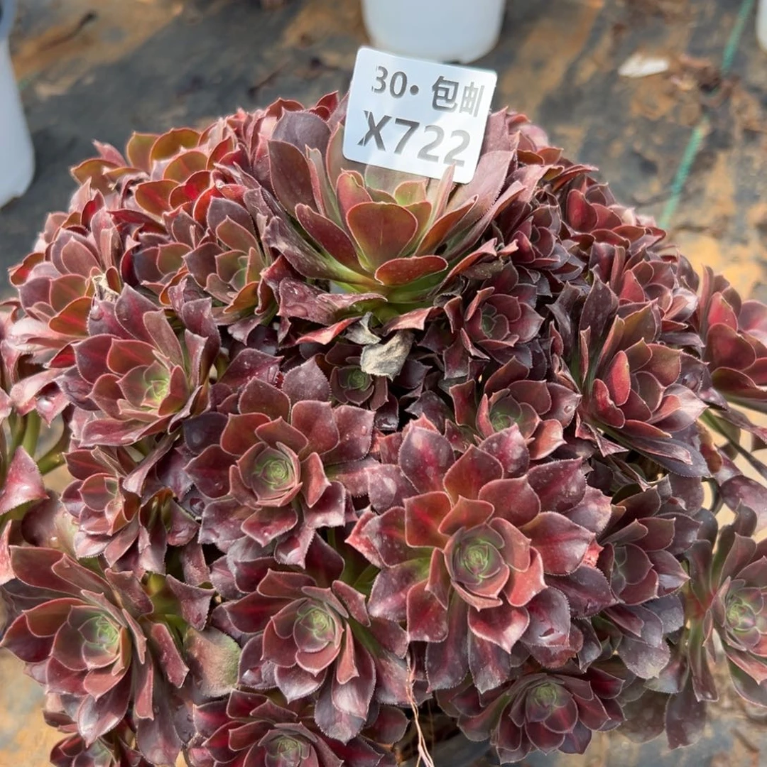 722 女巫中斑多肉法师