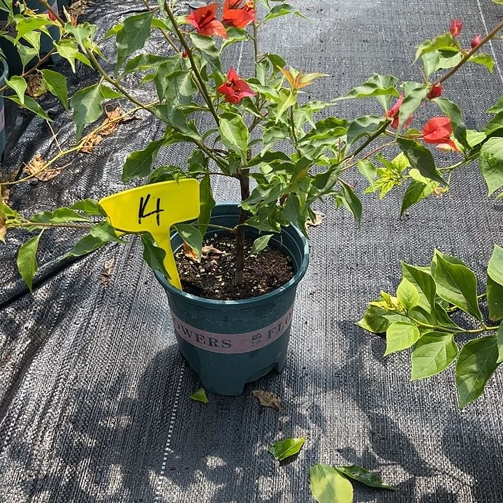 当前无花栽培后可以开花14热火桑巴原生扦插