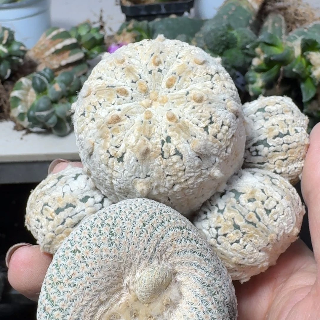 【闪购商品】无花朵浓白兜➕有根小人帽福利组合