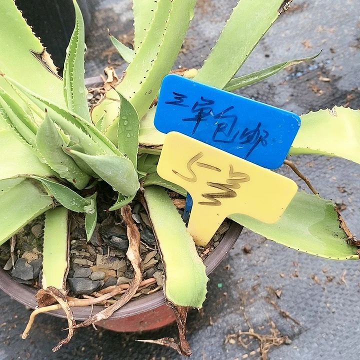 【闪购商品】无花朵龙舌兰绿荷