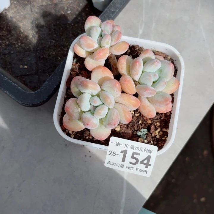 香水无盆土发货无