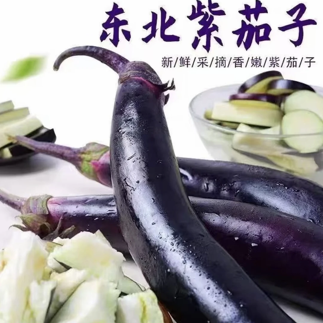 【现摘现发】老东北陆地新鲜紫茄子可腌制蒜茄子开锅即烂鲜嫩紫把