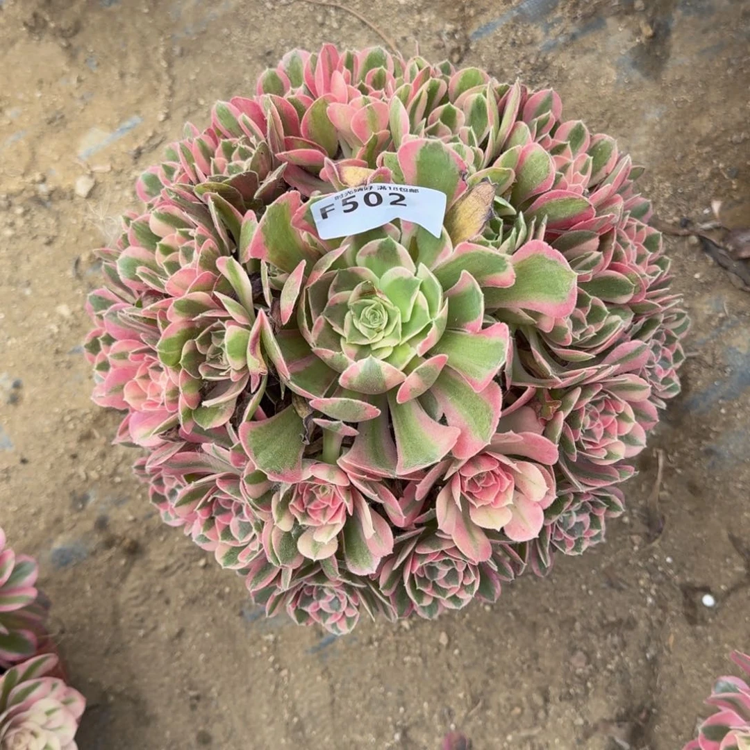 502妖月多肉植物，