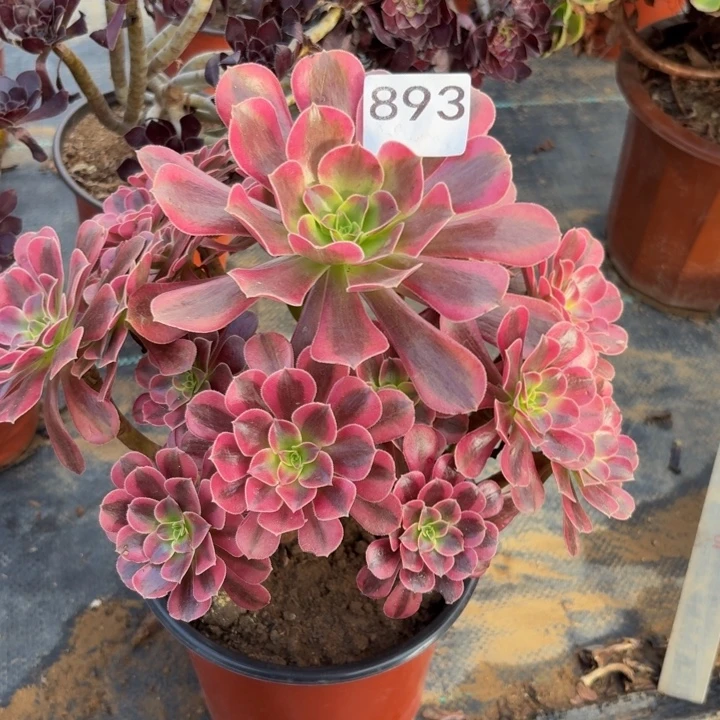 美杜莎多肉植物不包损893