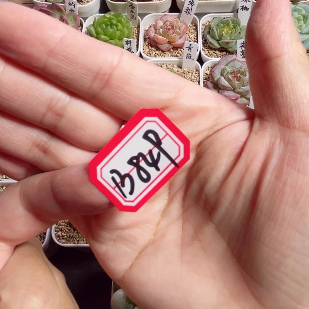 大****B849 一物一拍 白胖子缀