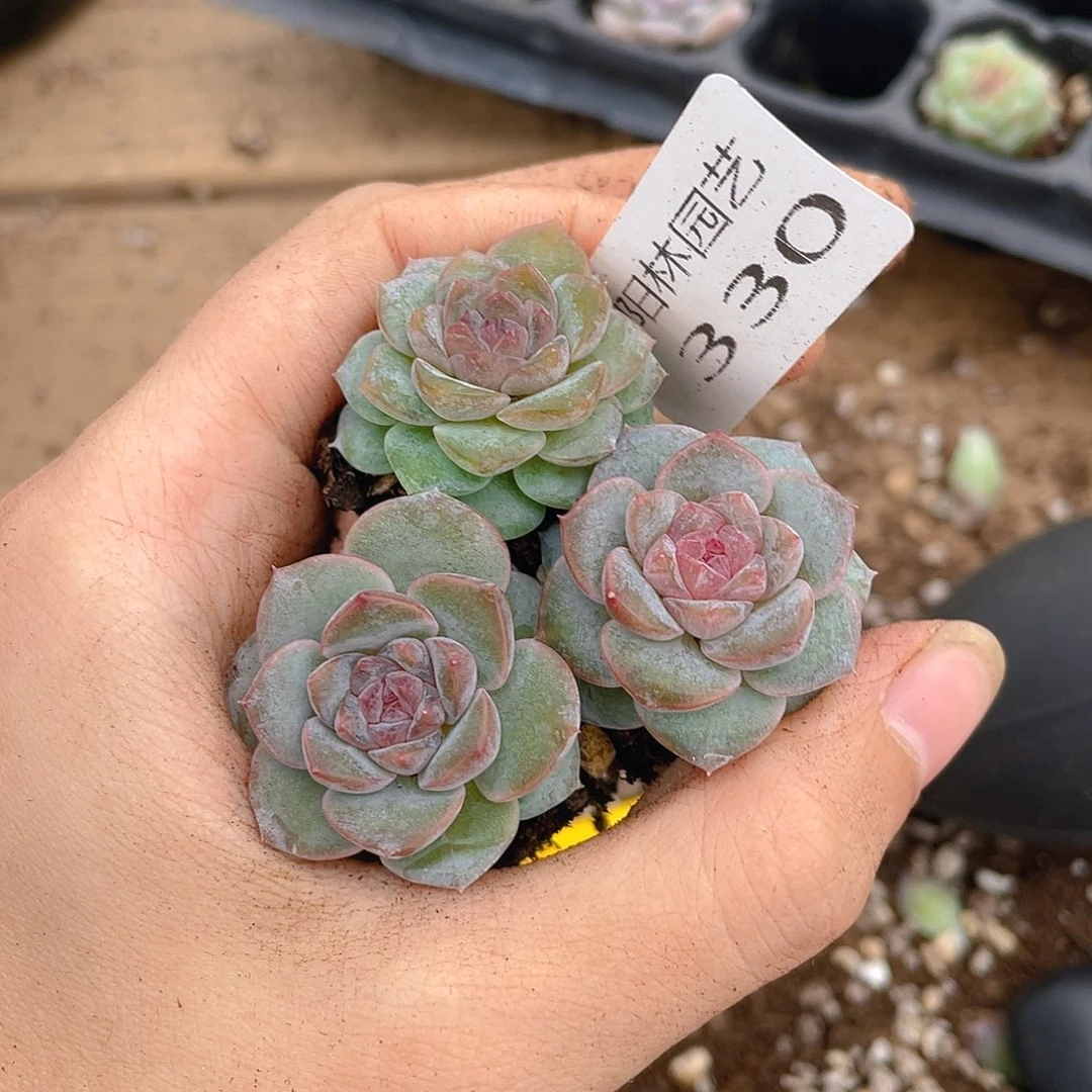 多肉植物多肉植物330