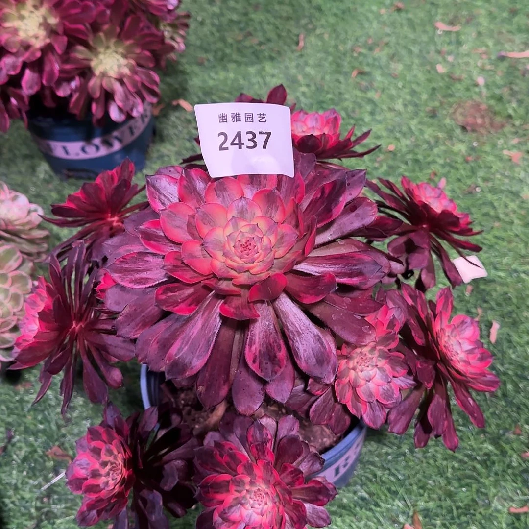 多肉植物烟花2437