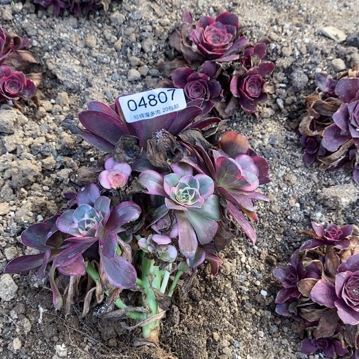 04807魅金玫瑰金多肉植物
