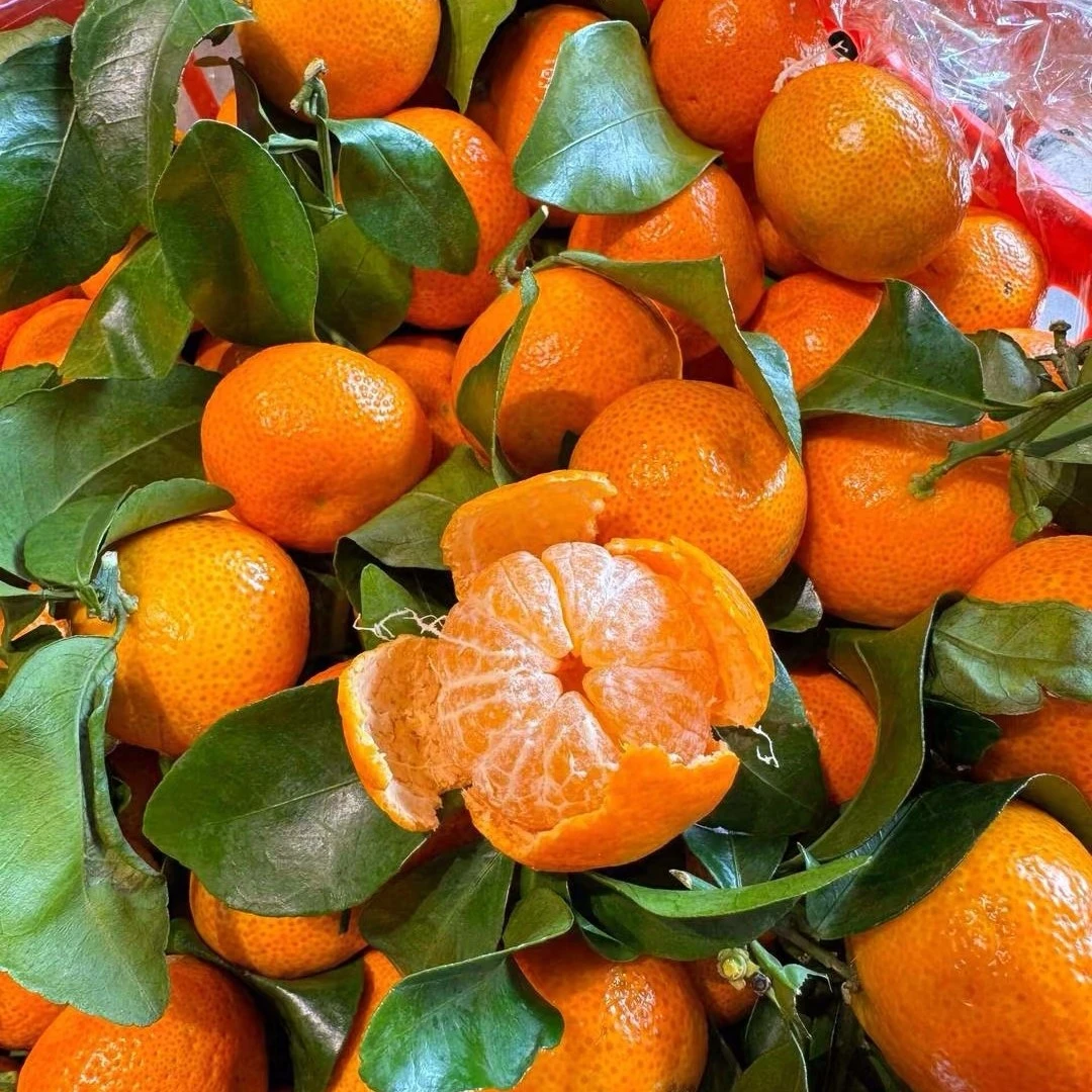 广西沙糖桔：3斤云南省