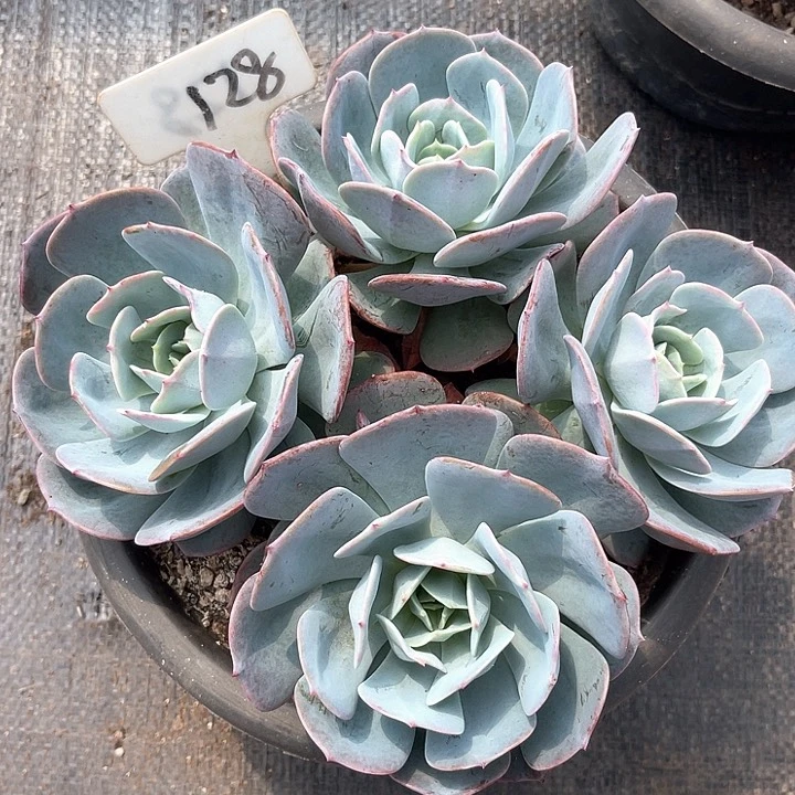 晨语多肉，一物一拍台阁128