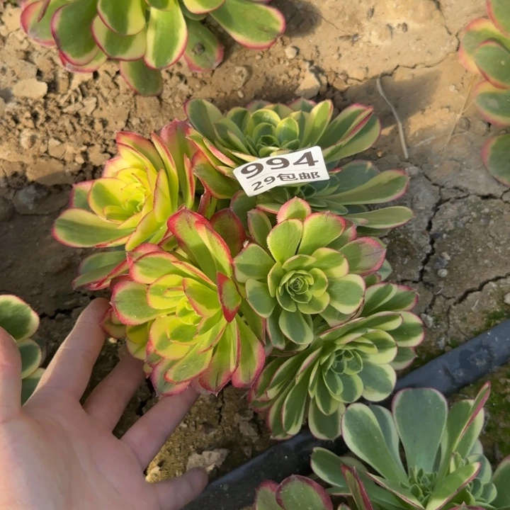 奶白……多肉植物……