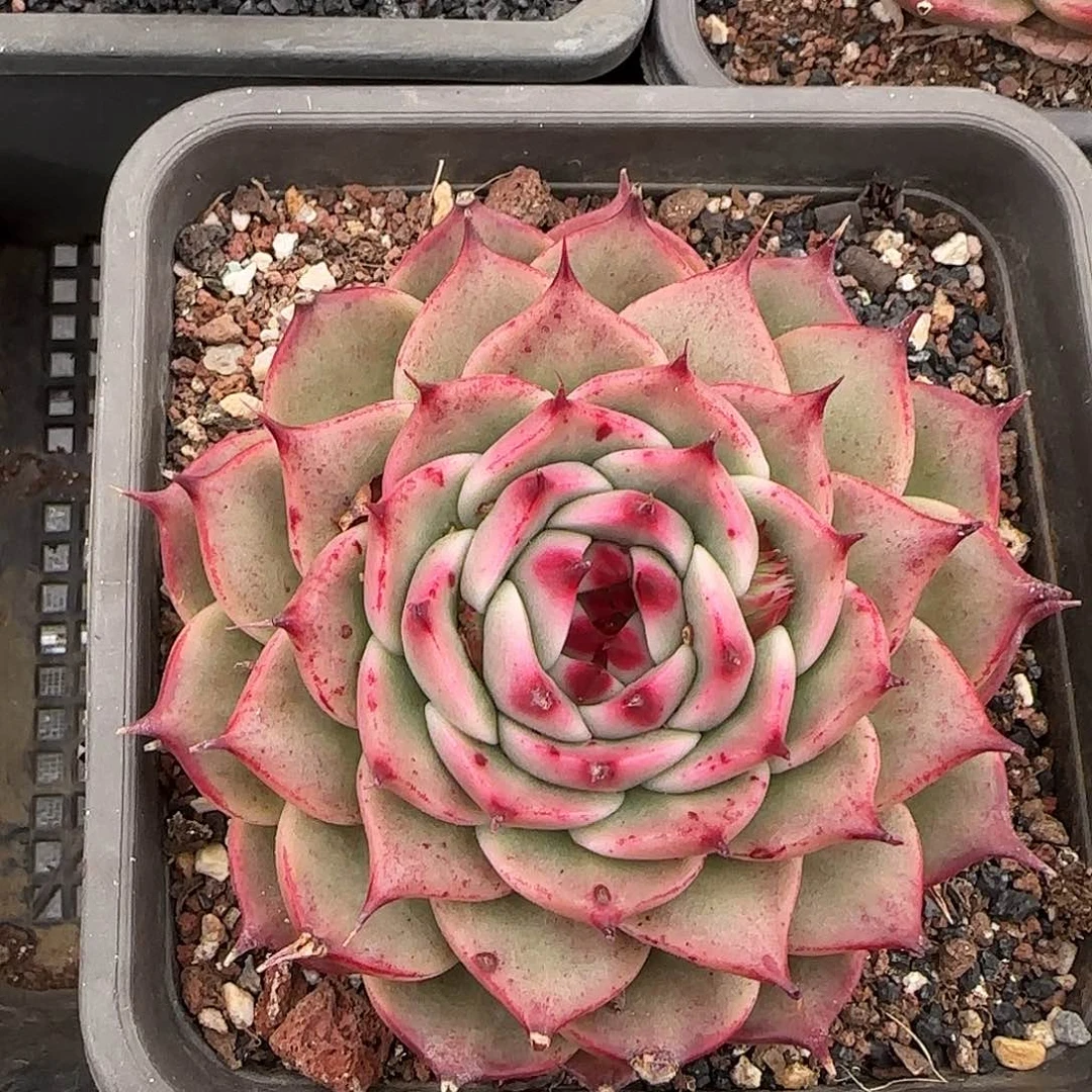 从前慢甄选多肉托斯卡内利