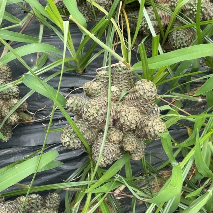 中间丽花仙人球294