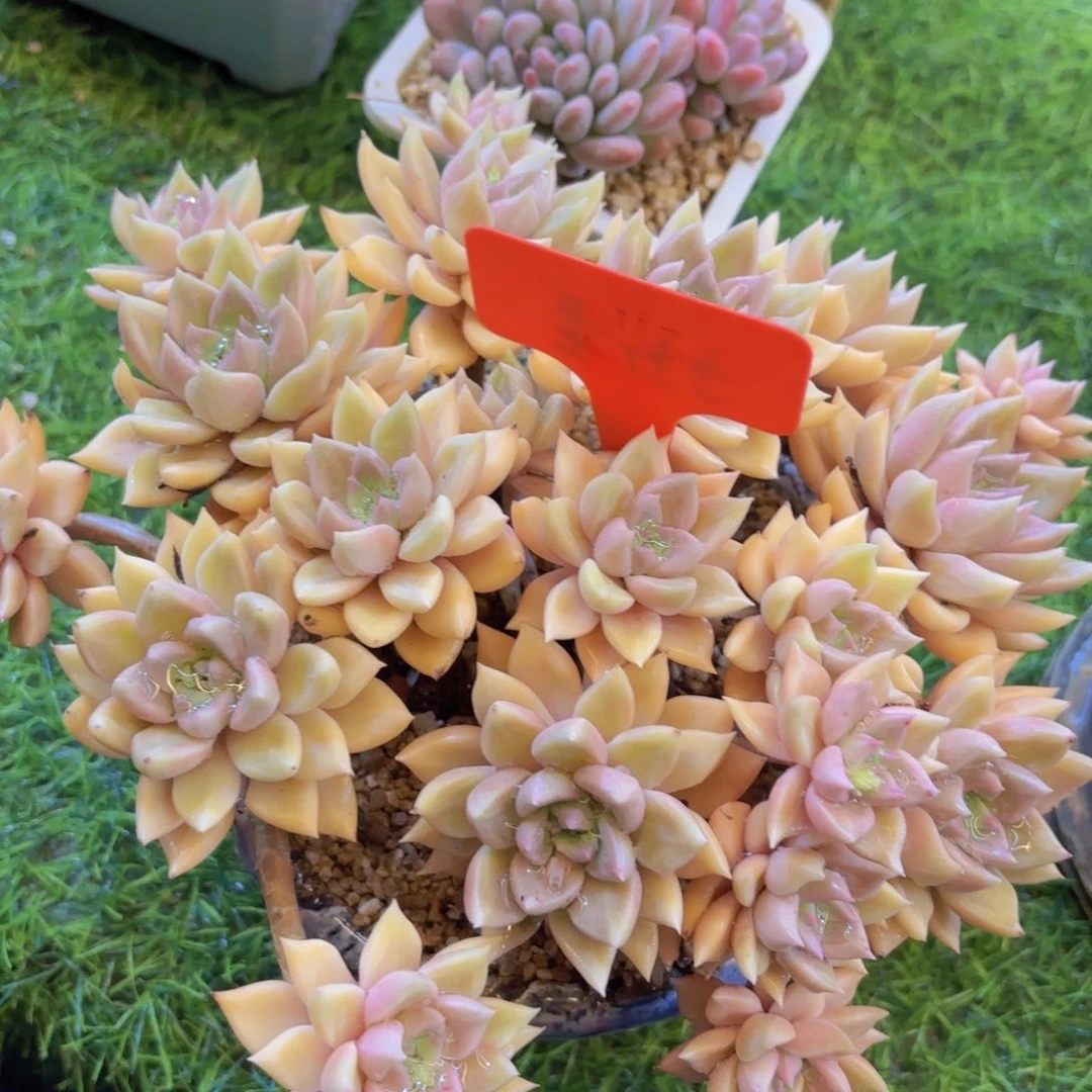 好**年我的小可爱们都好可爱啊呜呜呜