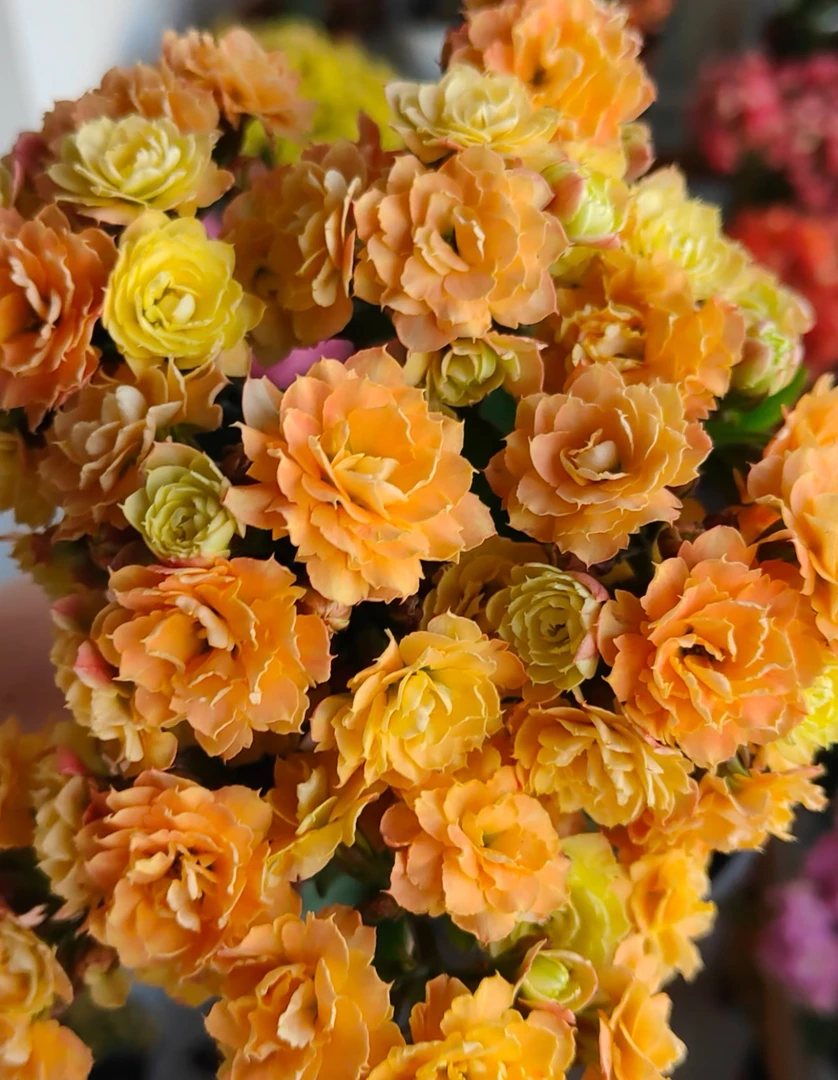 【国色天香】120长寿花（拍够两单起发！）