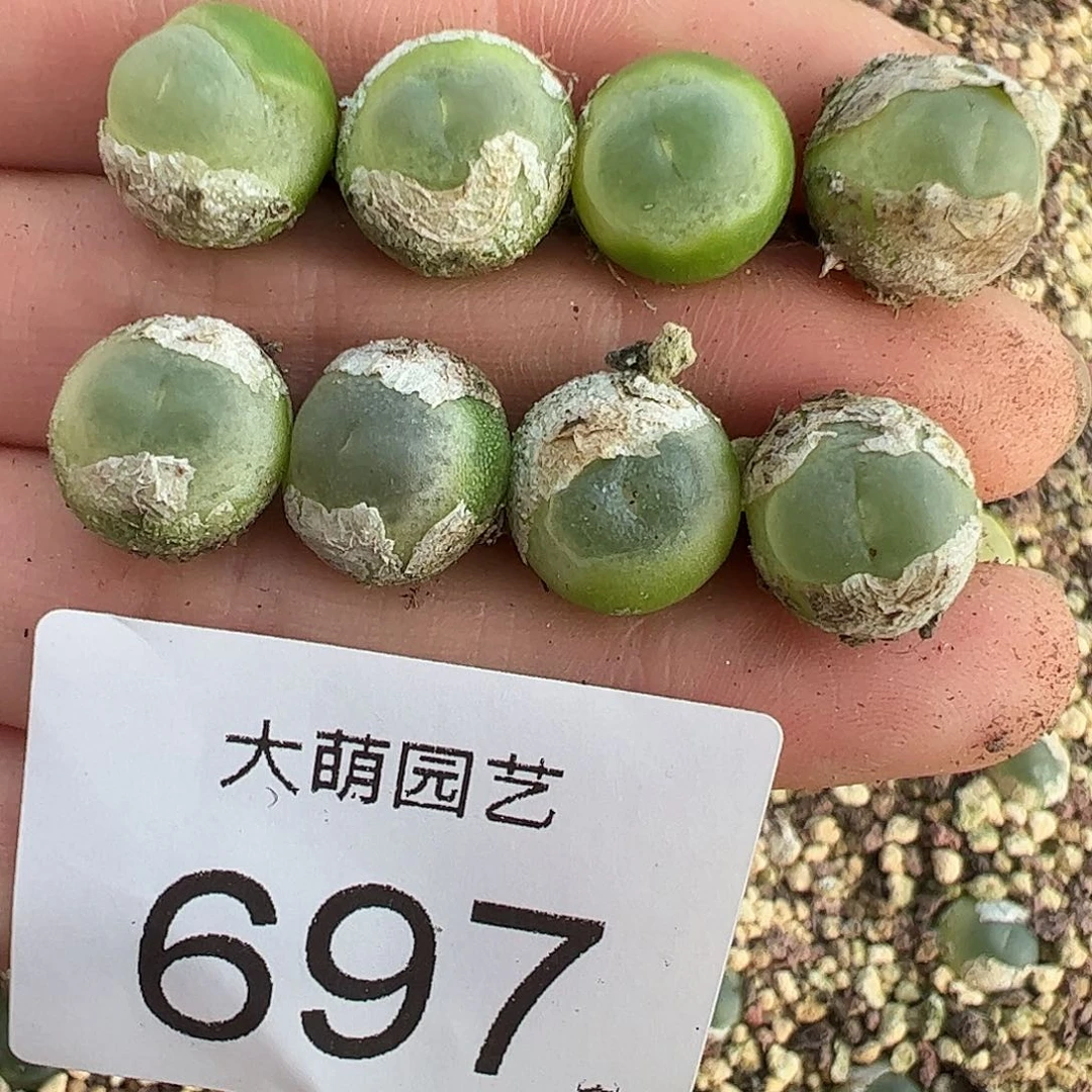 量拍以下2颗拉登。   697