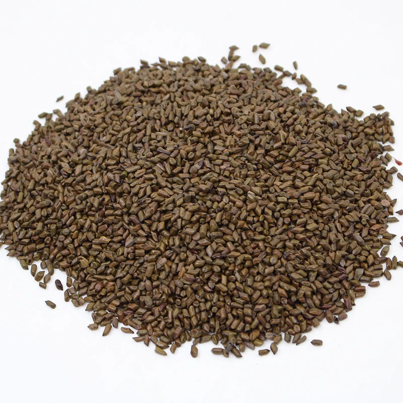 决明子生决明子熟决明子搭配菊花枸杞红枣泡茶泡水熬汤好喝实惠