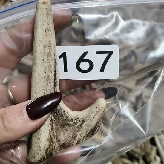 c***o鹿角鹿角鹿角鹿角鹿角鹿角