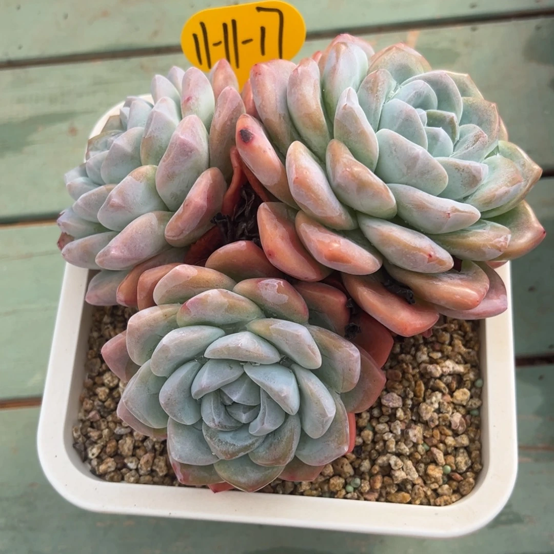 11-11-17冰玉多肉植物