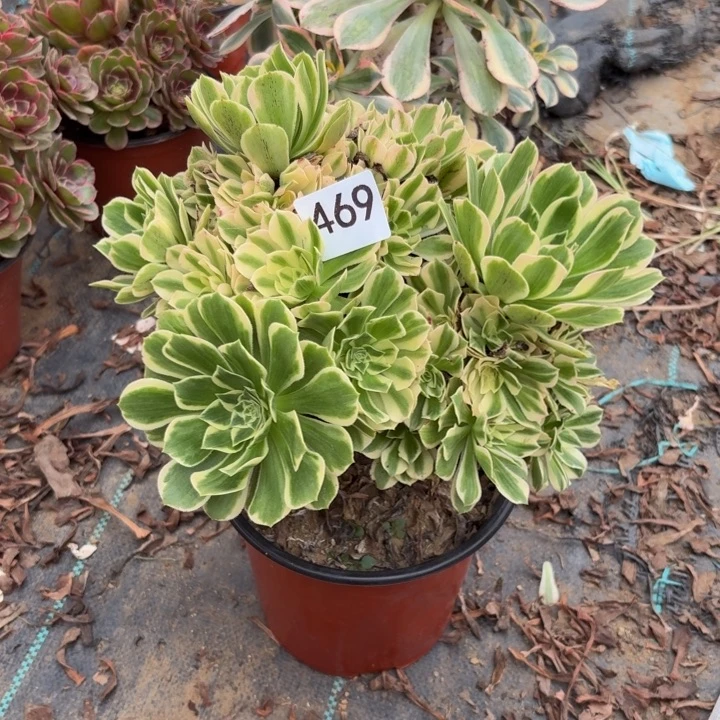 艳宁多肉植物不包损469