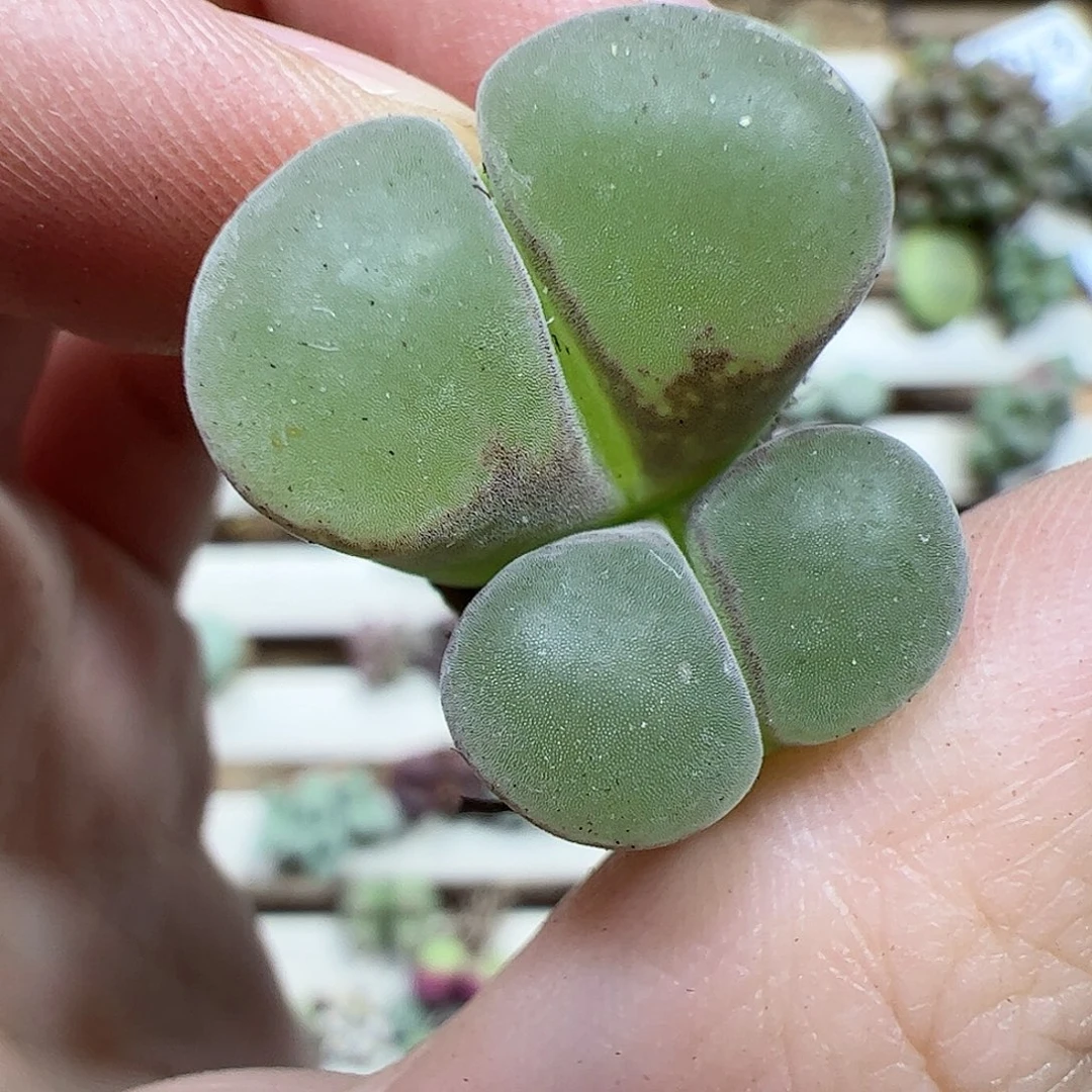 【闪购商品】278 风铃