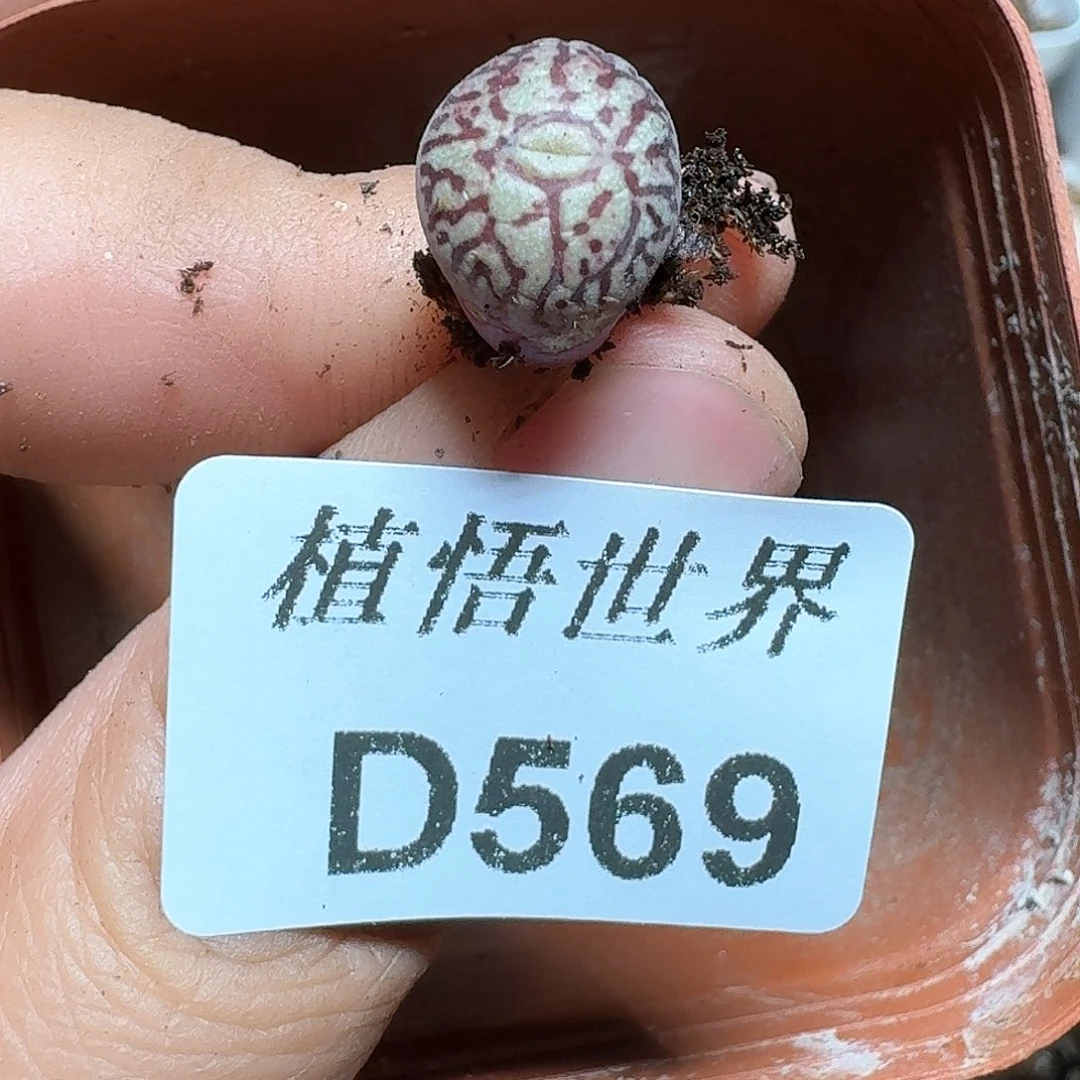 569盒多肉植物哇v