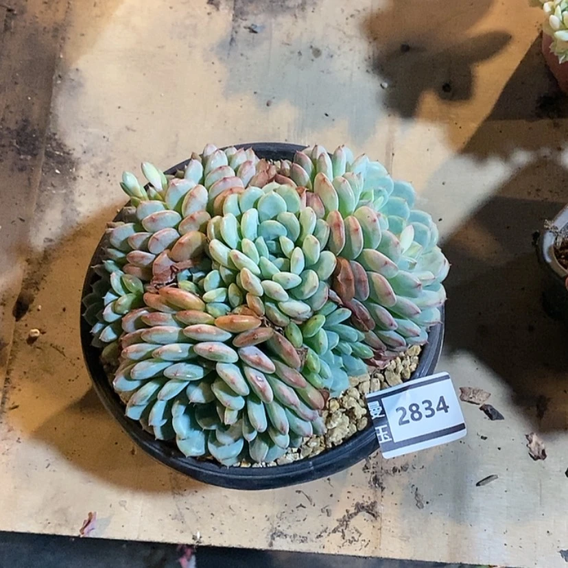 【闪购商品】白胖子2834