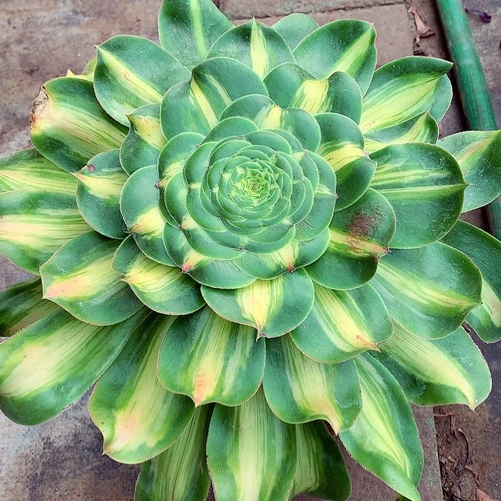 暴君多肉植物啊啊啊啊