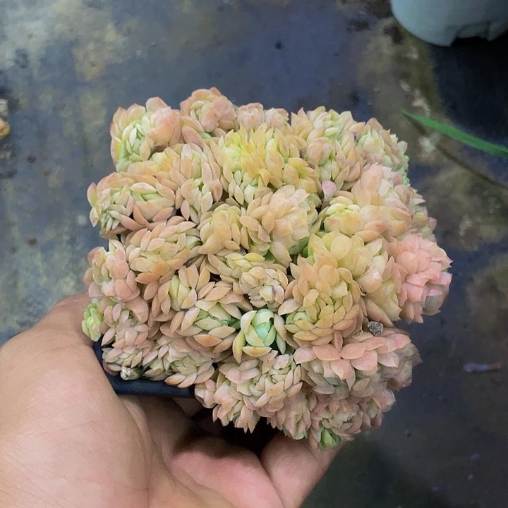 胭脂贝瑞一物一拍