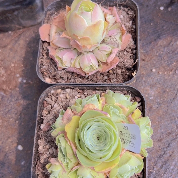 707 裸根不带土发货不包损