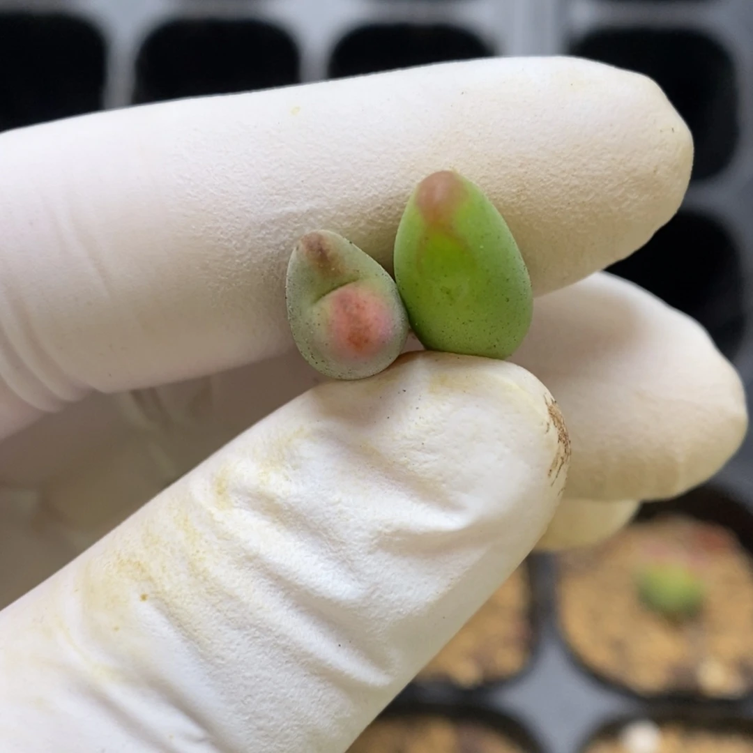 多肉植物肉锥杂交K-3308