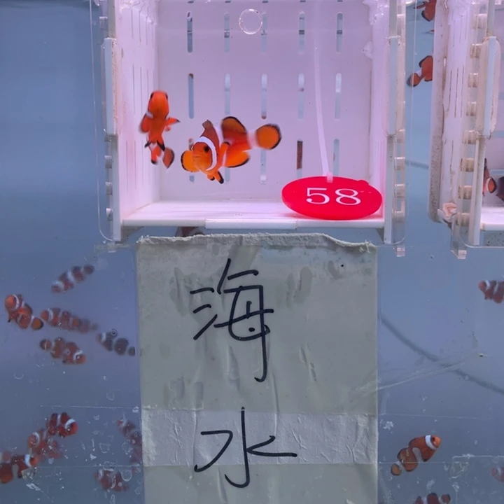 海水鱼精品黑边一对4-5