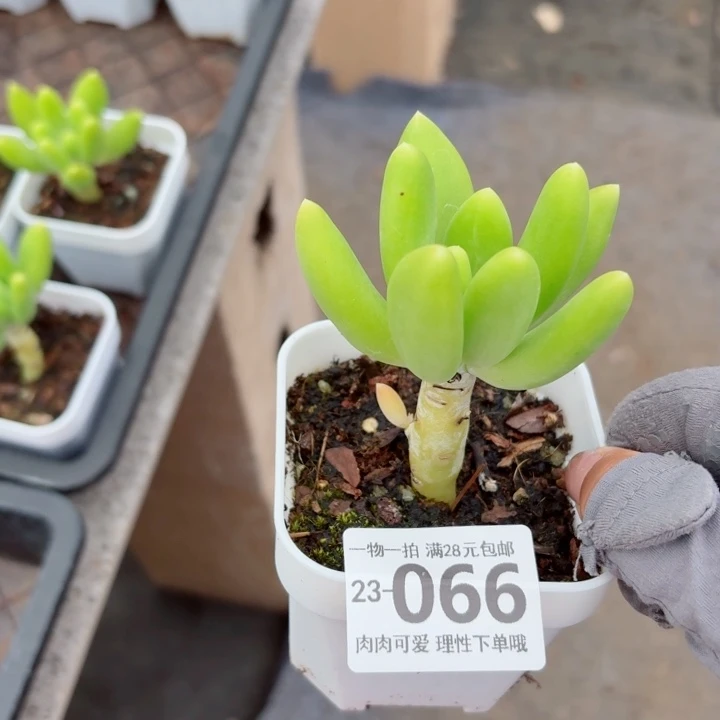 芒果奶多肉无盆土发货