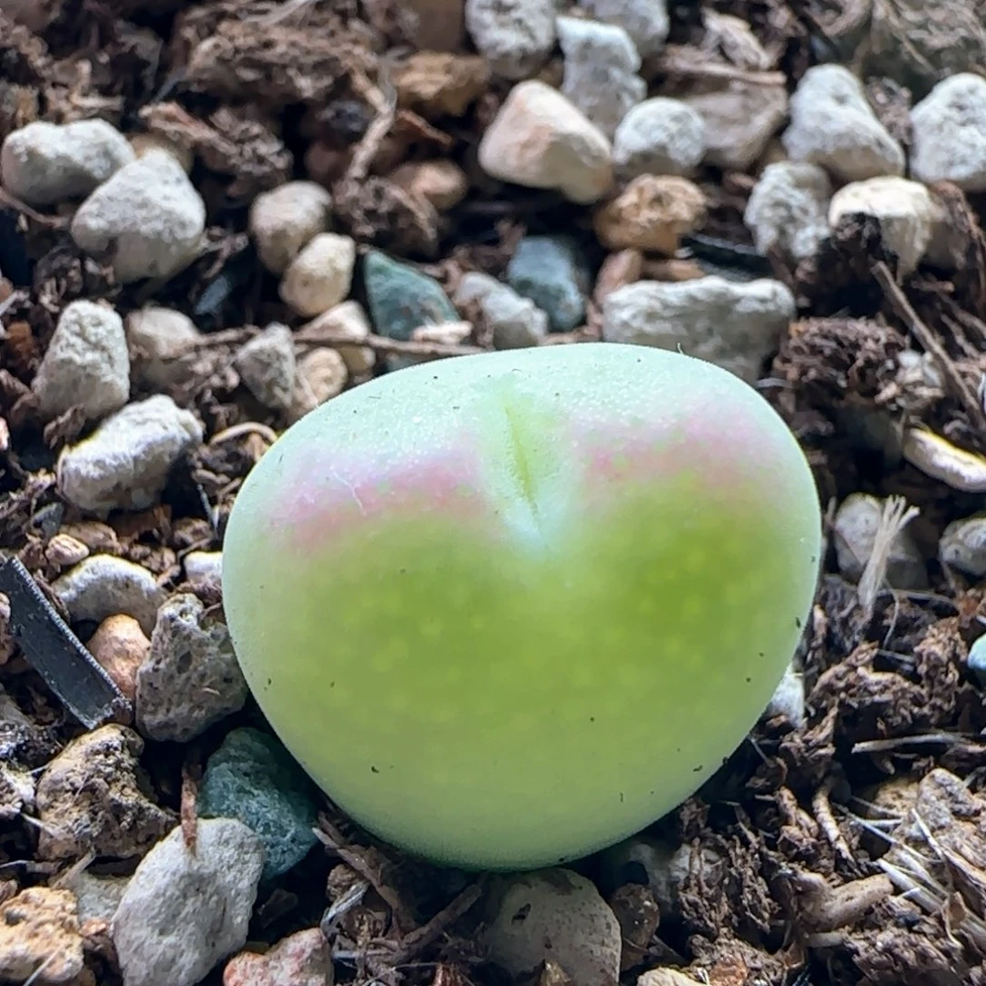 0481/桃割杂/多肉植物/