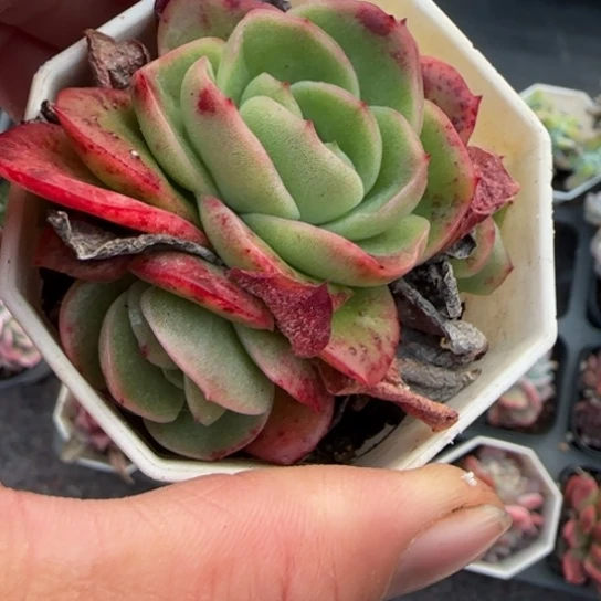 165冰玫瑰多肉植物多
