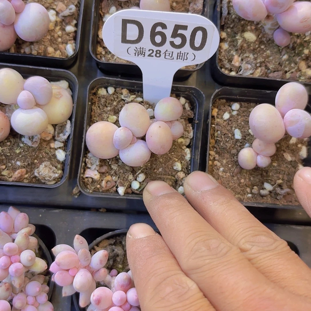D650水光针一物一拍