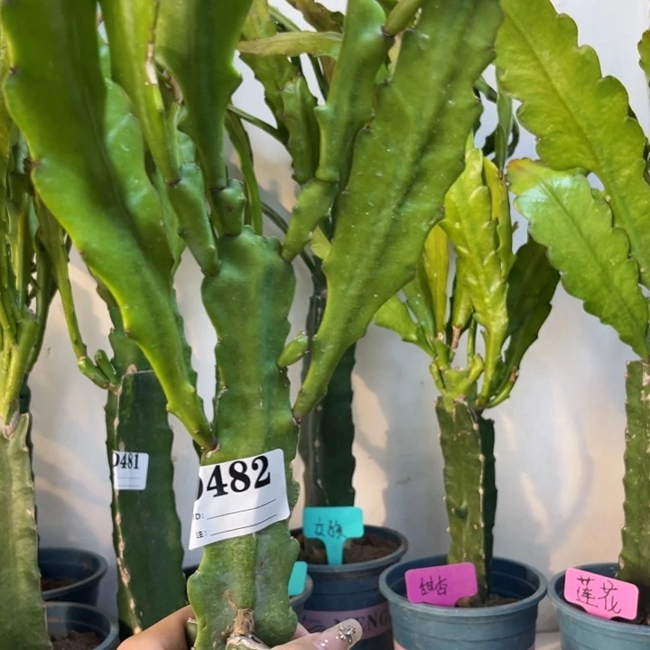 当前无花栽培后可以开花482