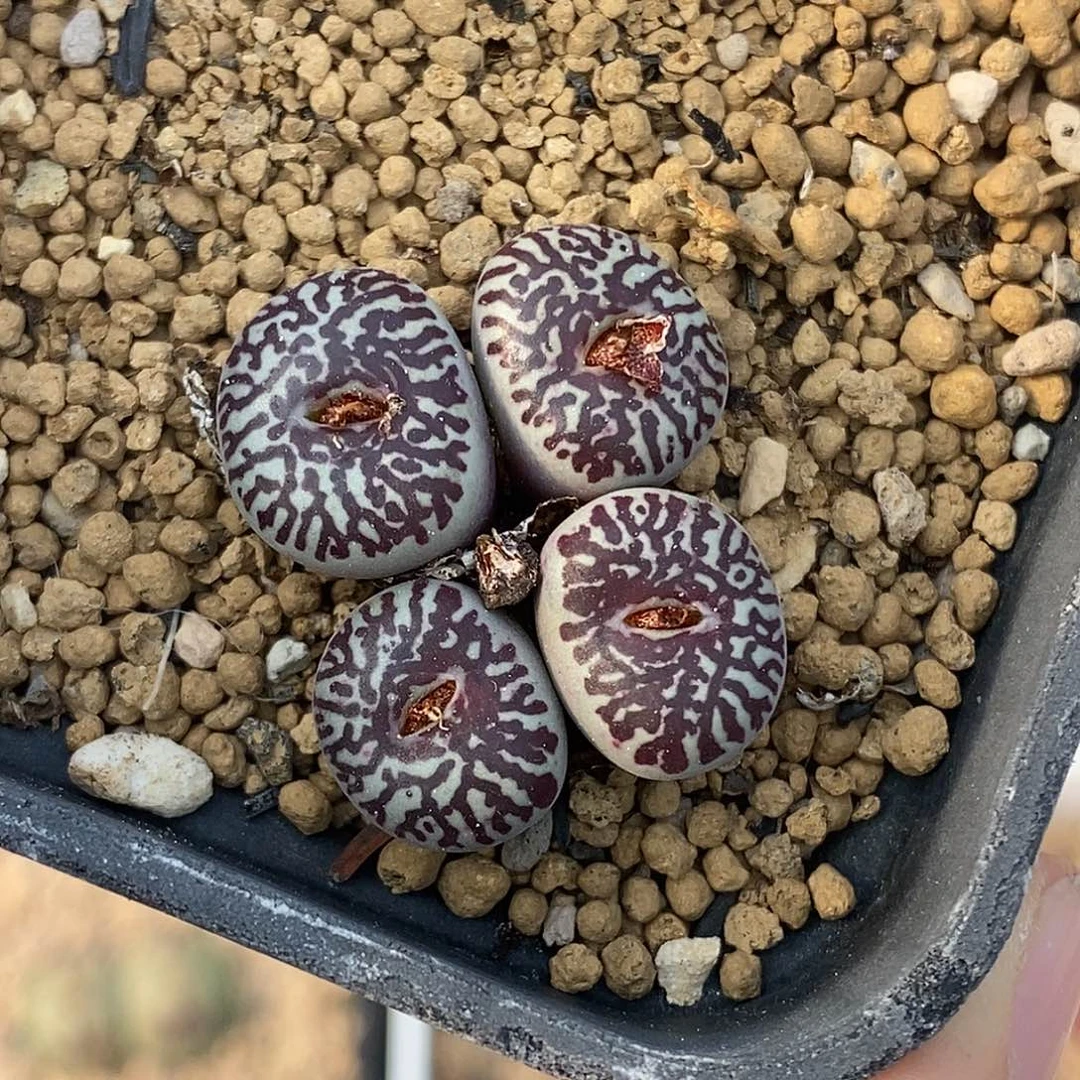 102-41-超墨88折。