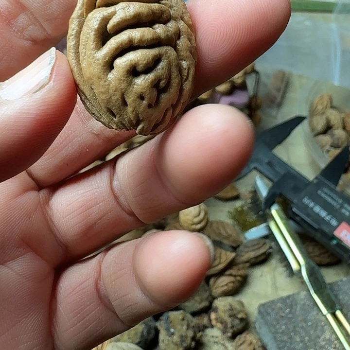 大叶紫檀（黑酸枝木类）