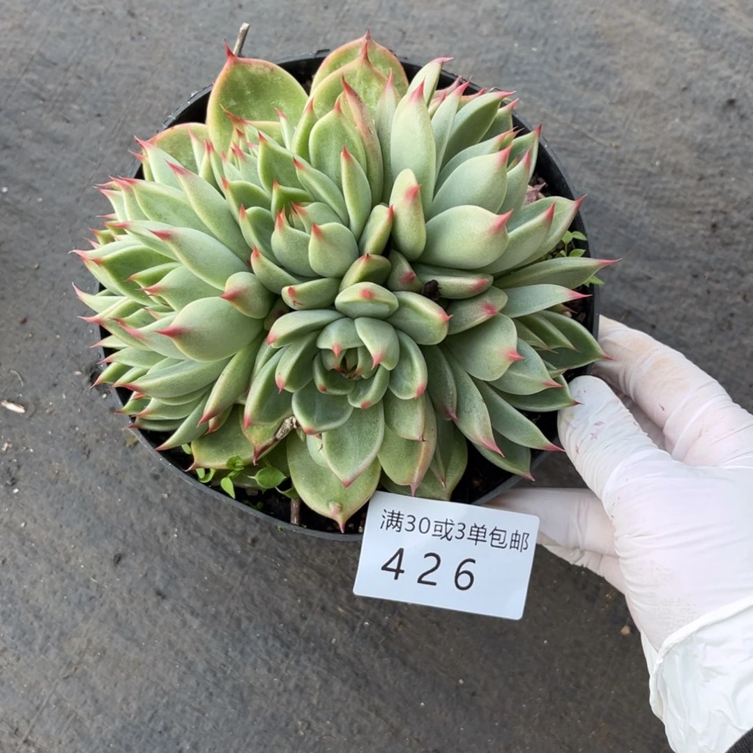 426托斯卡多肉植物……