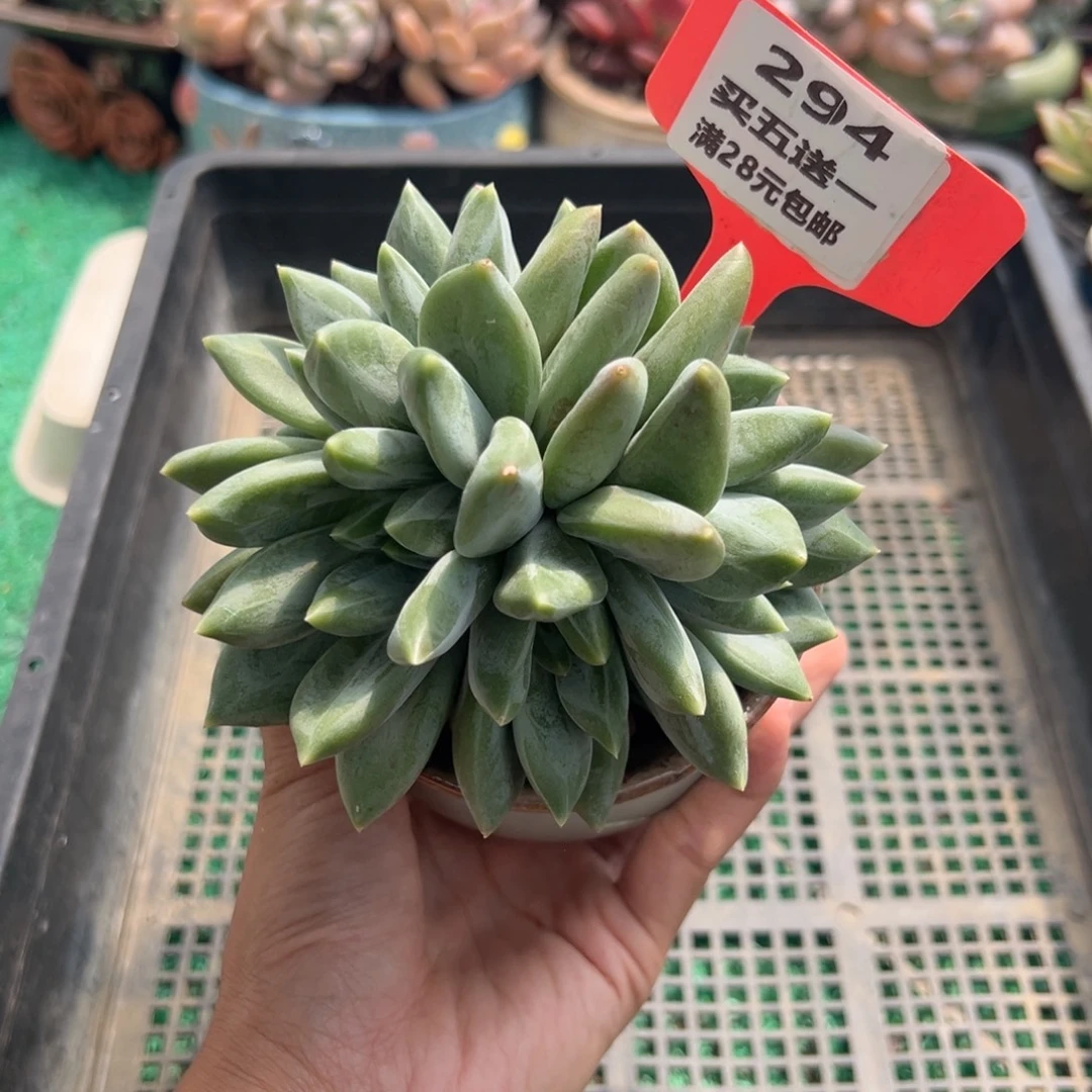 表妹精品多肉植物294.