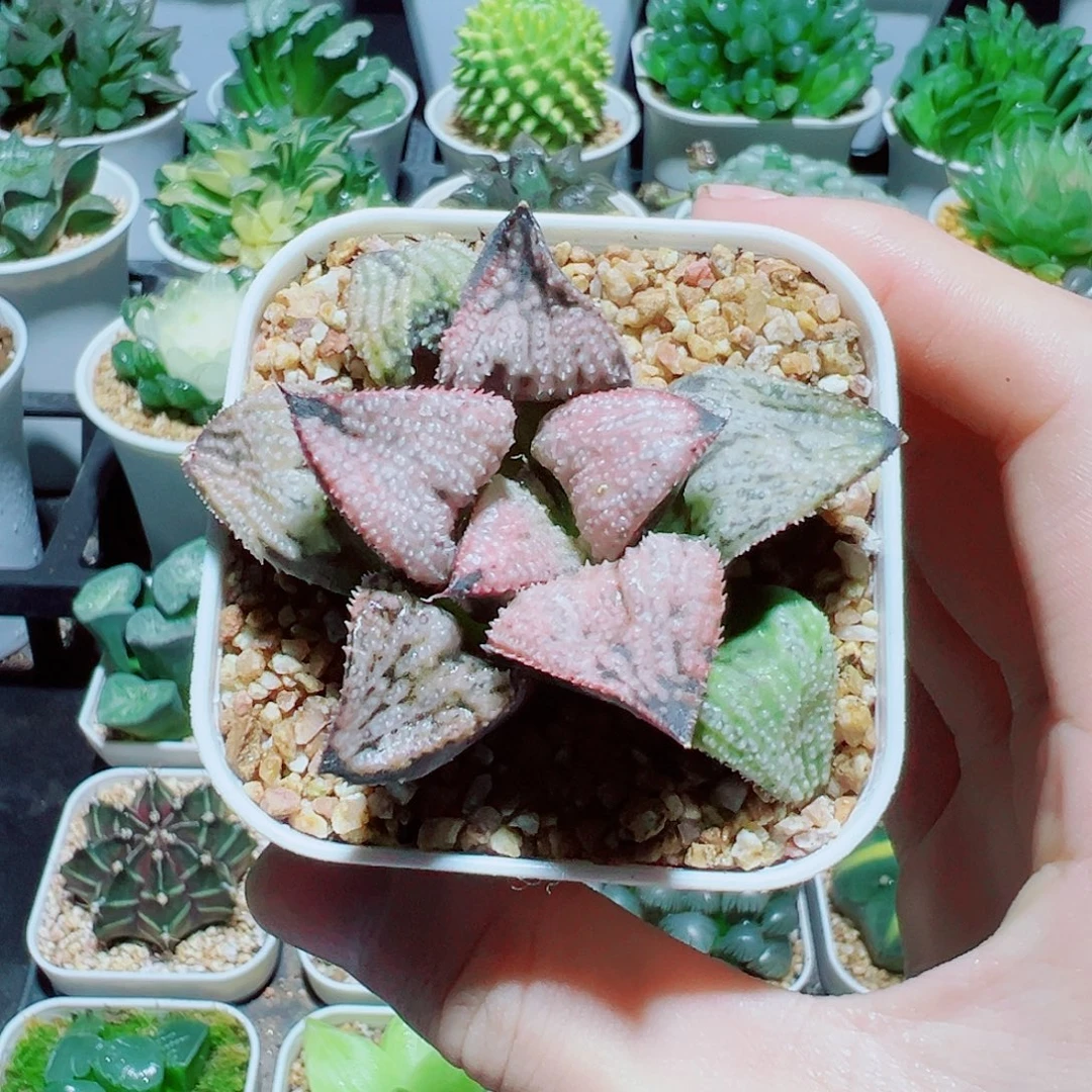 福利，皇妃合之宫，8.8，6666