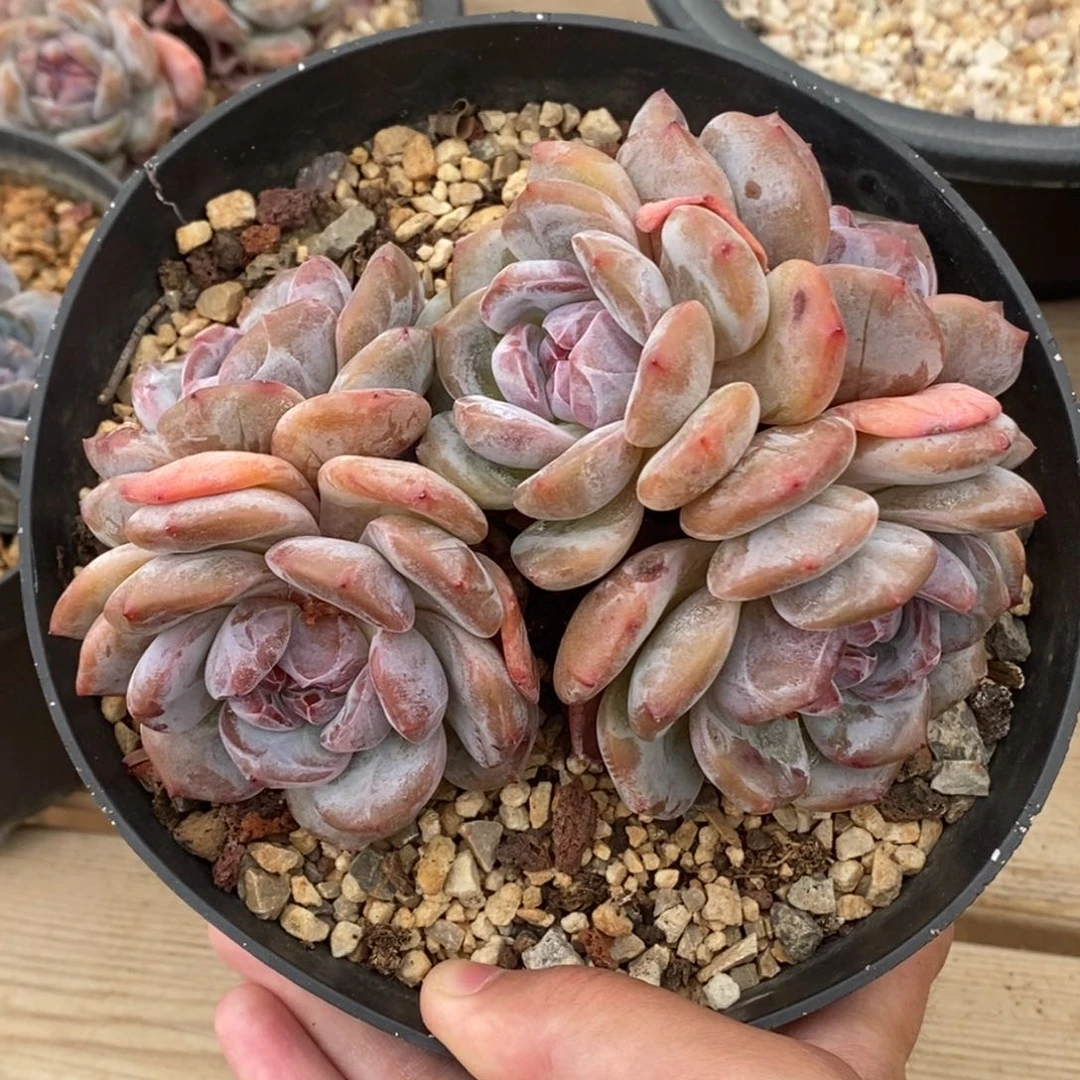 五头绿底紫心小肥包子