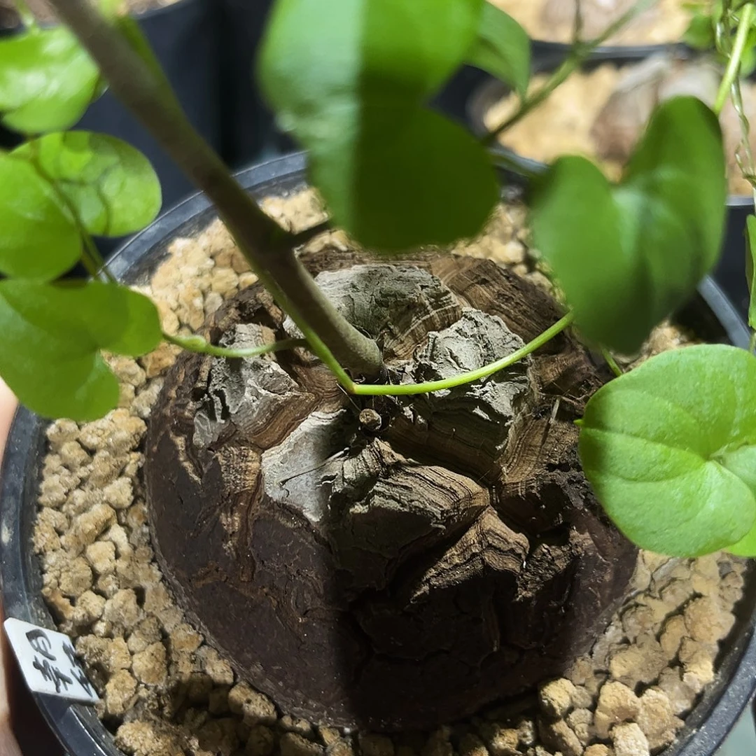 505龟甲龙68668889头