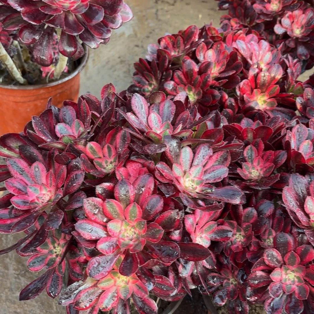 香奈儿绣球9.9法师多肉嫩