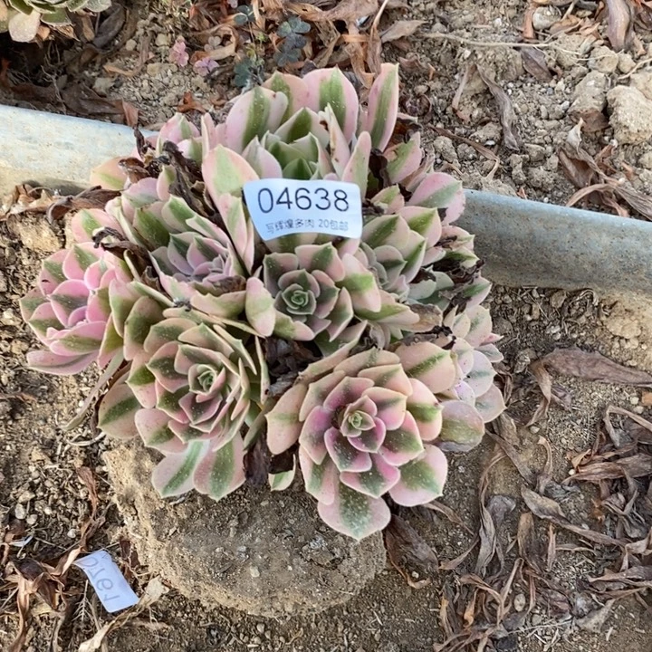 04638粉女五顿肉植物大气