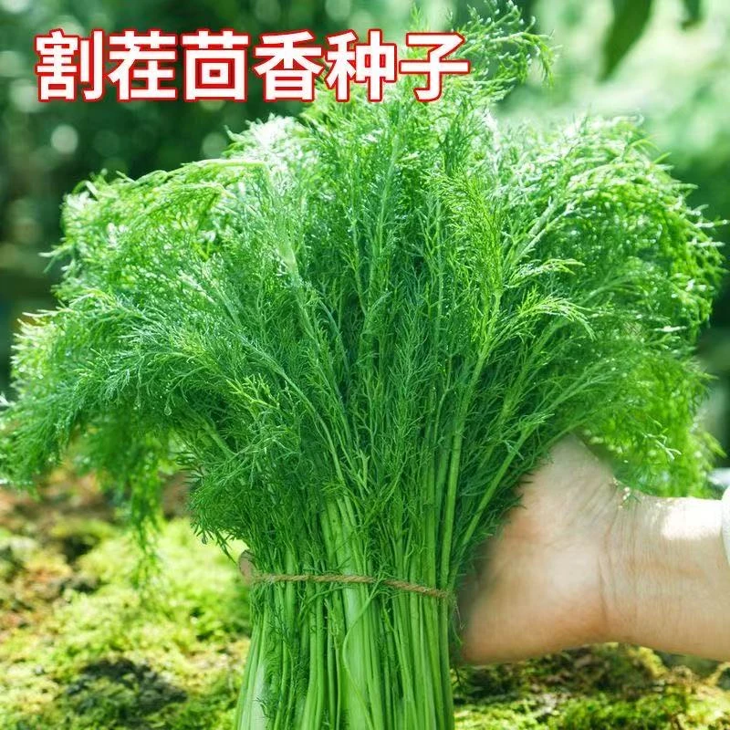 【全店满8包包邮】割茬小茴香种子