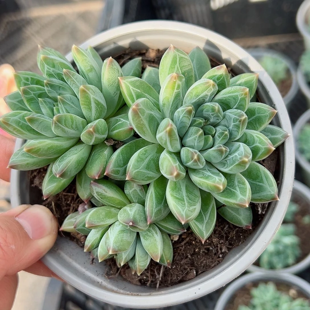 陨石双头起控养老桩